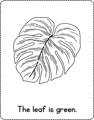 A large tropical leaf with split edges and veins and the sentence The leaf is green below.