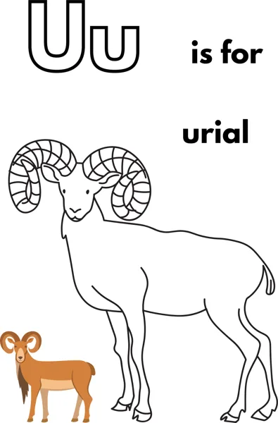 A large outlined letter U, the words is for urial, and a wild sheep with large curved horns.