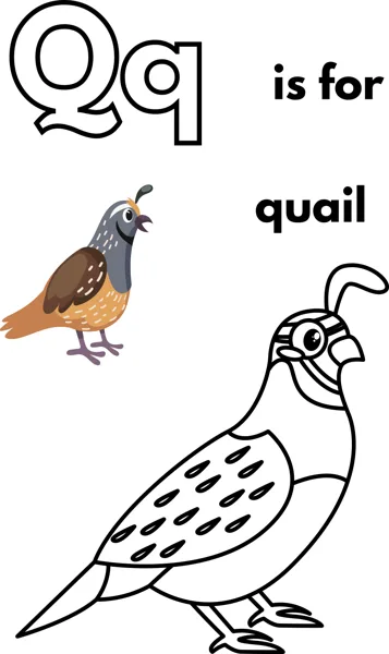 A large outlined letter Q, the words is for quail, and a quail with a curled head plume.