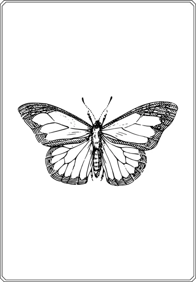 A butterfly with open wings, dark spotted borders and fine veins sits centered in a thin frame.