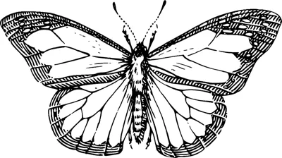A butterfly with open wings, dark spotted borders and fine veins sits centered in a thin frame.