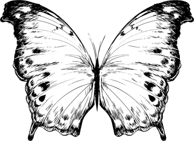 A butterfly with open wings shaded darker toward the edges and small spots sits in a thin frame.