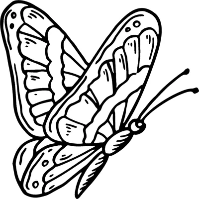 A large butterfly with detailed veined wings and long antennae is shown tilted inside a thin border.