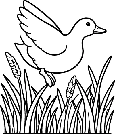 A duck flies with its wings raised high above a thick bed of tall reeds and grasses with seed heads.