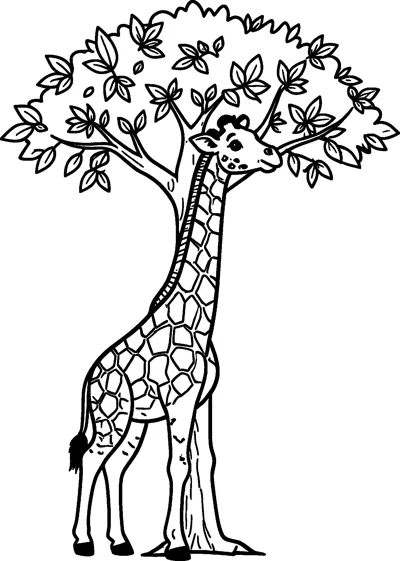 A spotted giraffe stretches its long neck up to nibble leaves from the top of a tall thin tree.