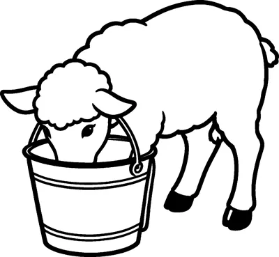 A woolly lamb leans its head down into a metal bucket with a handle, drinking water on a farm.