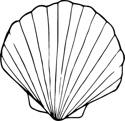 A large fan-shaped clam shell with ridges running from its hinge, labelled Clam, inside a rounded frame.