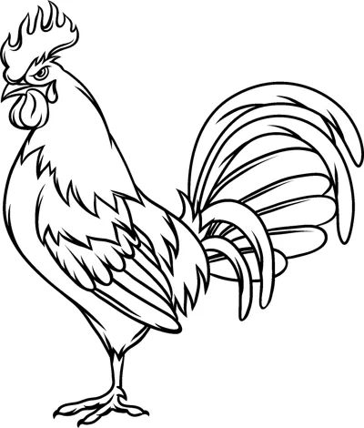 A rooster with a comb and long sweeping tail feathers stands in profile.