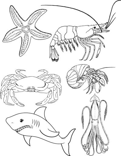 A starfish, shrimp, crab, hermit crab, shark and squid drawn together on one page.