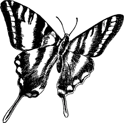A tilted swallowtail butterfly with bold dark stripes across its wings sits in a thin frame.