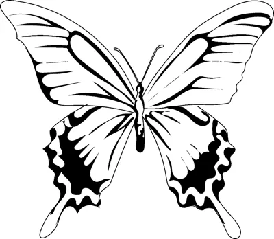 A swallowtail butterfly with dark patterned lower wings and tail points sits centered in a thin frame.