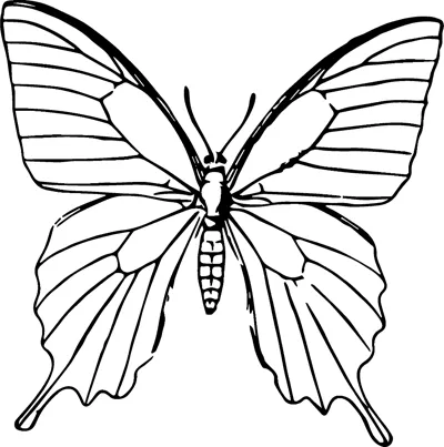 A swallowtail butterfly with pointed lower wings and fine vein patterns is centered in a thin frame.