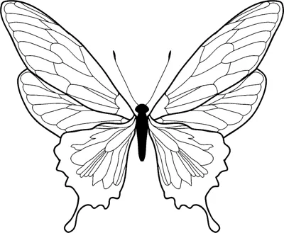 A butterfly with veined wings and tail points is centred under a Having Fun heading.