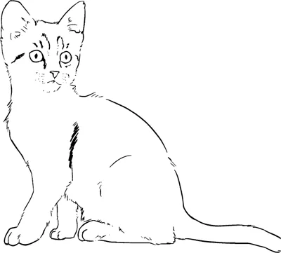 A kitten sits facing forward drawn with thin sketch lines inside a thin frame.