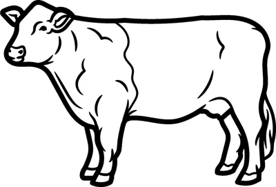 A cow with short horns and a tail stands in profile with no background.