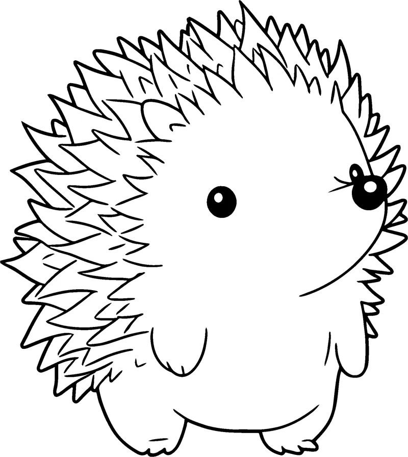 A hedgehog with a thick coat of spikes and big dark eyes stands facing forward.