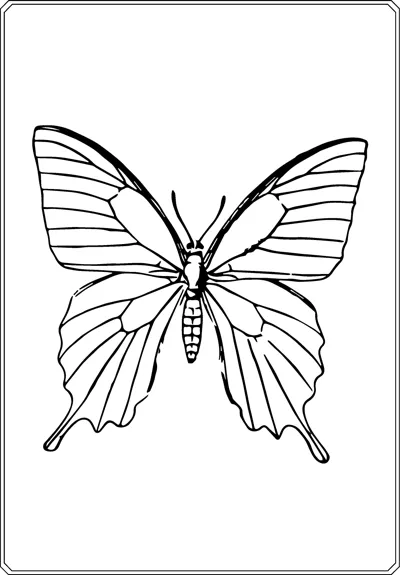 A swallowtail butterfly with pointed lower wings and fine vein patterns is centered in a thin frame.