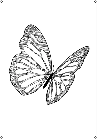 A butterfly in flight with shaded, textured wings is shown at an angle inside a thin frame.
