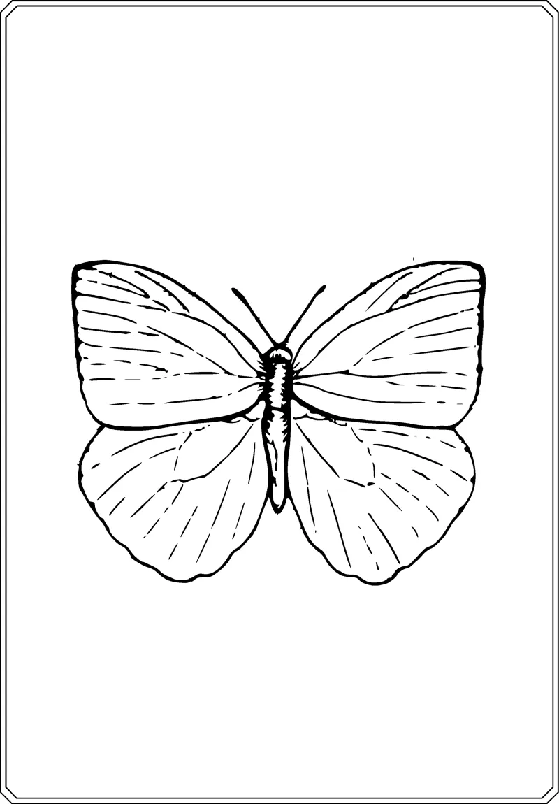 A butterfly with open, lightly veined wings and thin antennae sits centered in a thin frame.