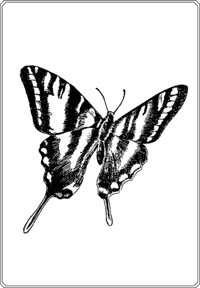 A tilted swallowtail butterfly with bold dark stripes across its wings sits in a thin frame.