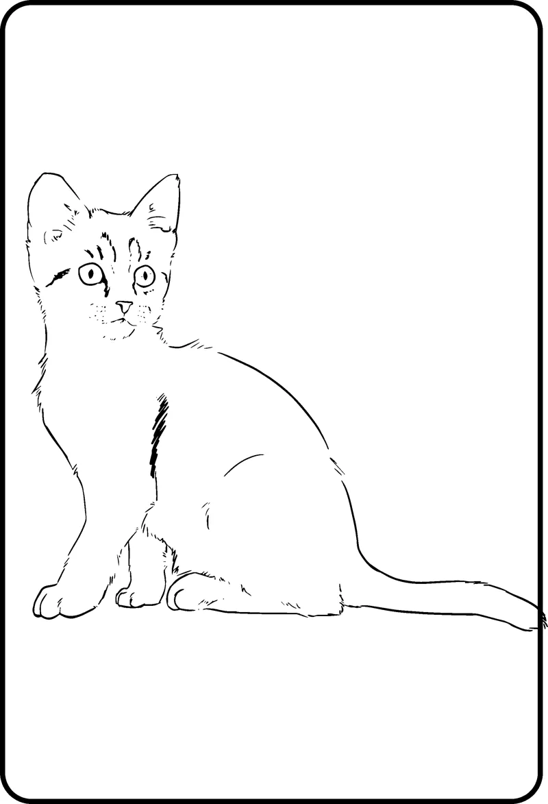 A kitten sits facing forward drawn with thin sketch lines inside a thin frame.