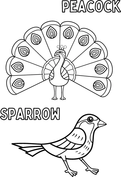 A peacock with a fanned tail stands above a small sparrow, each labelled with its name.