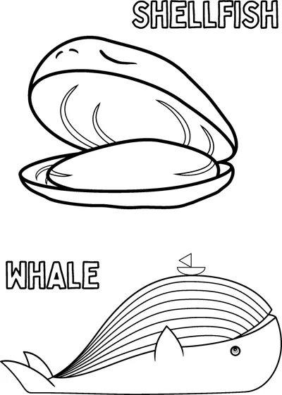 An open clam shell sits above a whale with a striped belly, each labelled with its name.