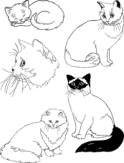 Five cats in different poses, including one curled up asleep and a fluffy one sitting.