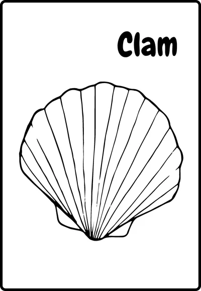 A large fan-shaped clam shell with ridges running from its hinge, labelled Clam, inside a rounded frame.