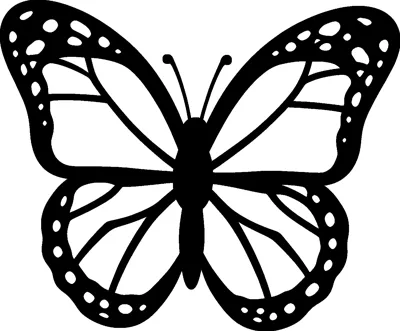 A monarch butterfly with open wings, thick black wing edges dotted with white spots and plain inner sections.