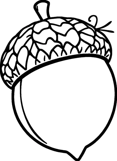 A large round acorn with a short stem and a textured, scaly cap.