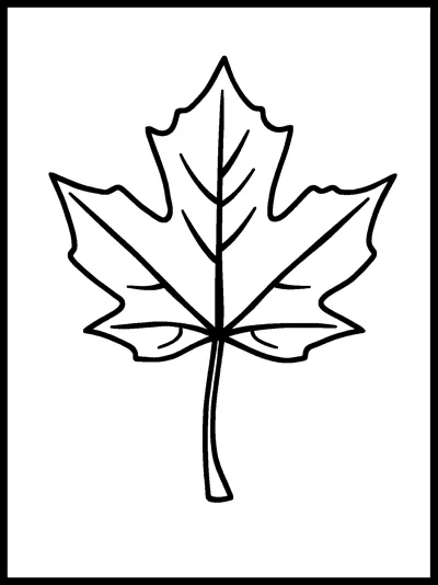 A single large maple leaf with a curved stem and simple veins inside a rectangle border.