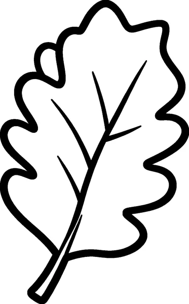 A single large oak leaf with rounded wavy lobes, a centre vein and a short stem.