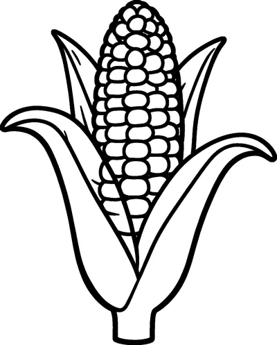 An upright corn cob covered in rows of rounded kernels, with long husk leaves peeled back on both sides and a short stalk.