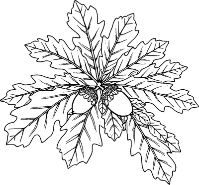 A fan of lobed oak leaves with fine veins spreading around a pair of acorns with textured caps.