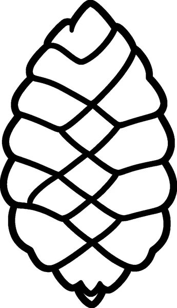 A single upright pinecone drawn with thick outlines and rows of large, rounded scales that cross over each other.