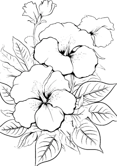 Several open hibiscus flowers with curled petals, buds and veined leaves fill the page.