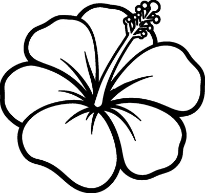 A large hibiscus flower with five wide petals, lines spreading from the centre and a long stamen sticking out.