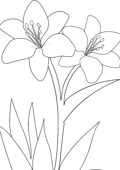 Two open lily flowers with stamens rise on stems above long thin grass blades.