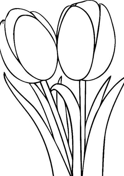 Three closed tulip flowers stand on long stems with narrow leaves.