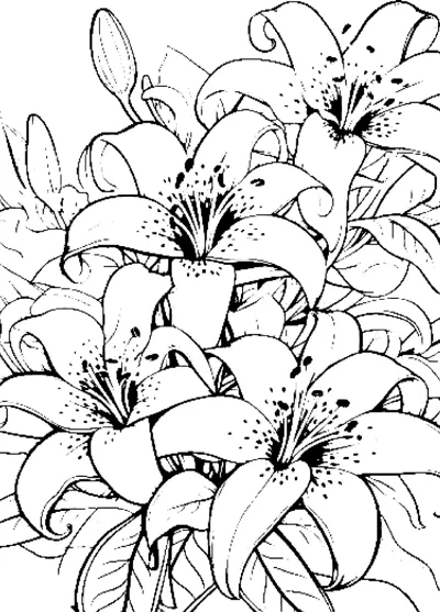 A dense cluster of lily flowers with spotted petals and stamens fills the page.