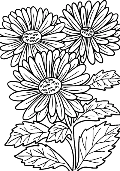 Four large daisy flowers with striped petals and round centres sit above jagged leaves.