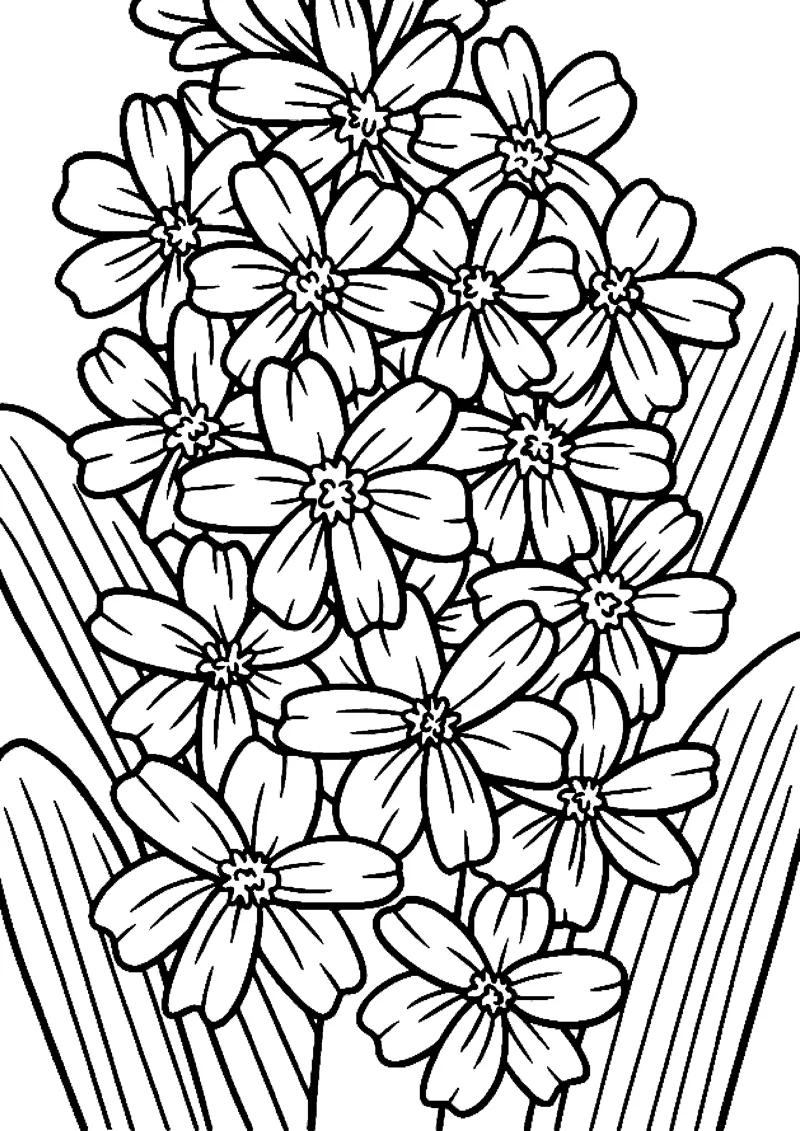 A tight bunch of small five-petal blossoms sits above long striped leaves.