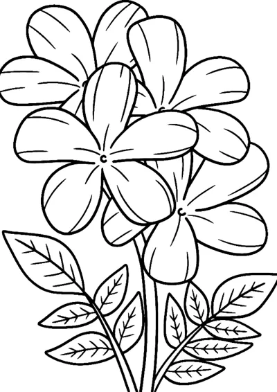 Three large flowers with five rounded petals grow on stems with veined leaves.