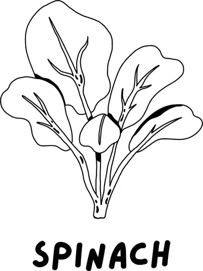 A bunch of spinach leaves on stems above the word SPINACH in bold capitals.