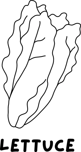 A tall head of lettuce with wavy leaves above the word LETTUCE in bold capitals.