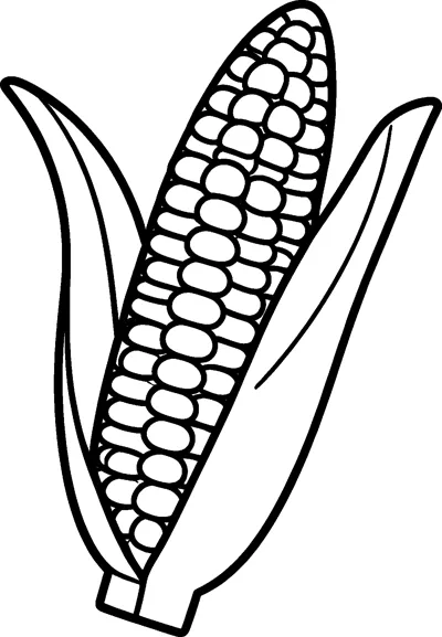 A single ear of corn with rows of round kernels and two husk leaves folding away.