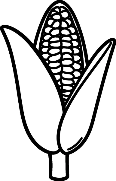 An ear of corn with rows of kernels showing between two large husk leaves on a short stalk.