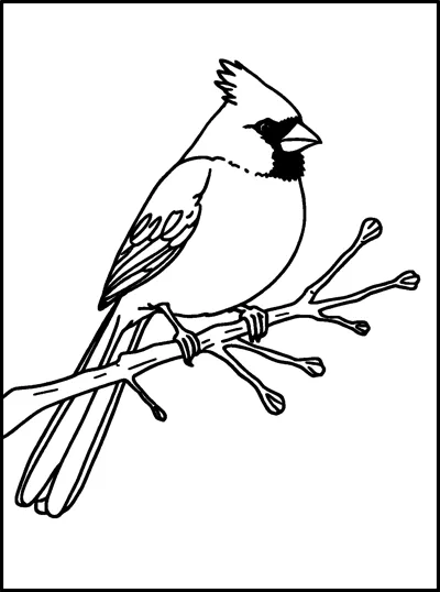 A crested cardinal bird with a long tail perches on a bare winter branch.